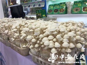 皖農滬上送年貨 第十六屆上海農展會開幕，安徽特色農產品組團亮相