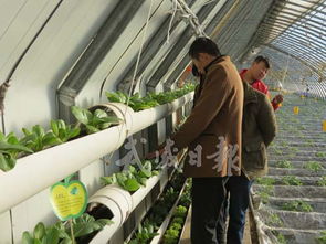 涼州區下雙鎮 設施蔬菜出口基地，打造農產品國際化新名片